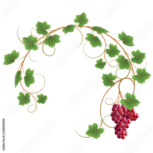 Red vine on a white background