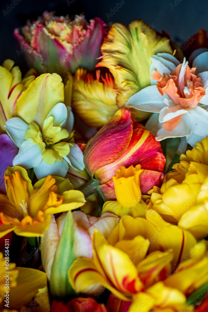 spring flowers on the dark background spring flowers on the dark background