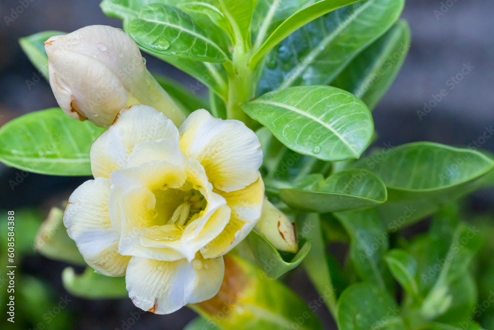 adenium flowers white yellow The center of the flower and the clone of the yellow flower petals are hybrids that produce a variety of colors that are different from the original color of the azalea. adenium flowers white yellow The center of the flower and the clone of the yellow flower petals are hybrids that produce a variety of colors that are different from the original color of the azalea.