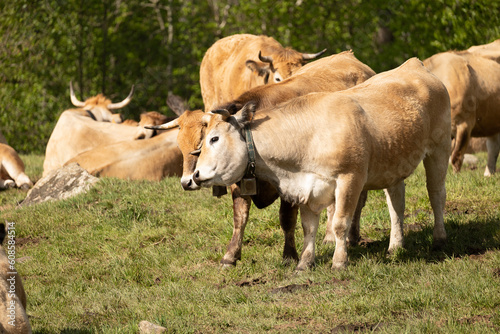 cows in the pasture