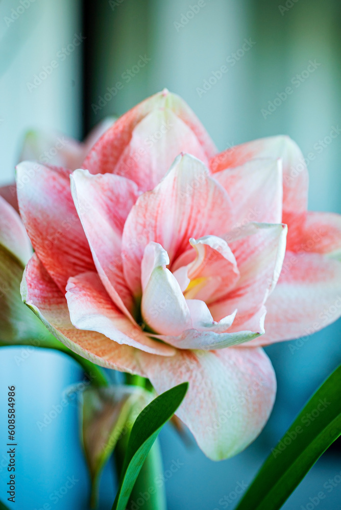 pink amaryllis in the pot pink amaryllis in the pot