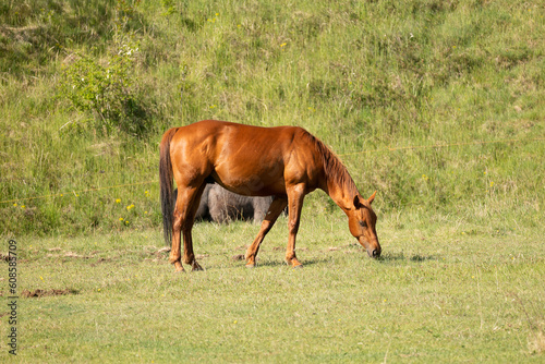 mare and foal in the field