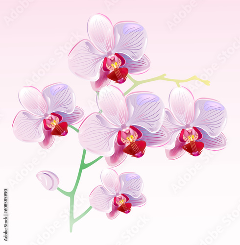 Fototapeta Naklejka Na Ścianę i Meble -  Vector illustration of orchids and butterflies on spring background