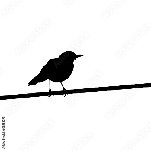 Silhouette of the Bird Perched on the Electrical Wire Base on my Photography. Vector Illustration