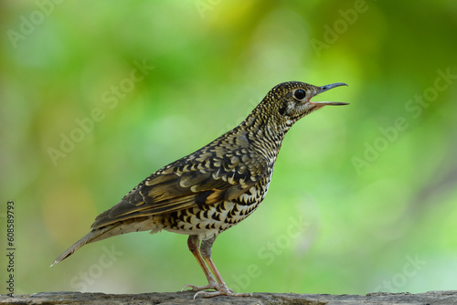 White's Thrush