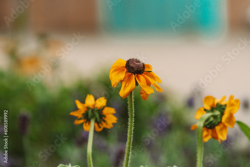 Close up of yellow flowers in Trier's public palace garden (Palastgarten, Kurfürstliches Palais). Relaxing summer editorial style photo. photo
