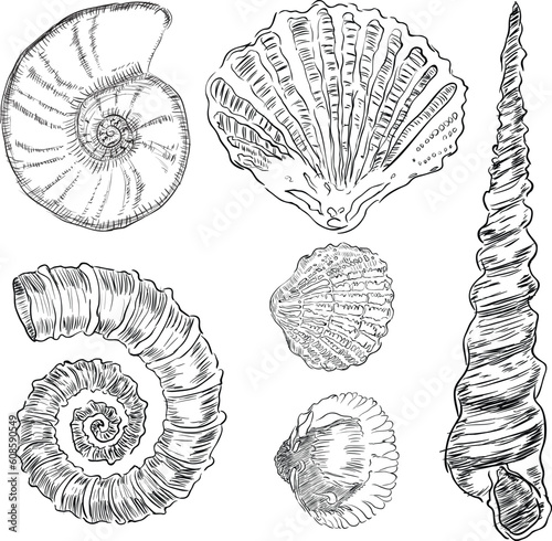 Vector illustration of prehistoric life forms. Drawings are made by hand.