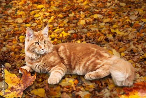 Cute young cat sleeps on fall foliage