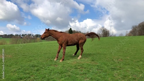 One single brown horse in the meadow on a pasture frolicking, rolling in the grass standing up and shaking himself

