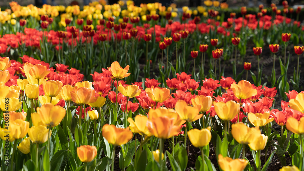Beautiful yellow and red garden tulips in a tulip garden Beautiful yellow and red garden tulips in a tulip garden