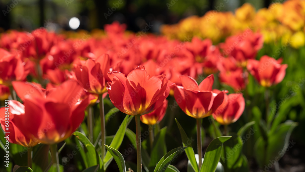 Beautiful red garden tulips under the sun Beautiful red garden tulips under the sun