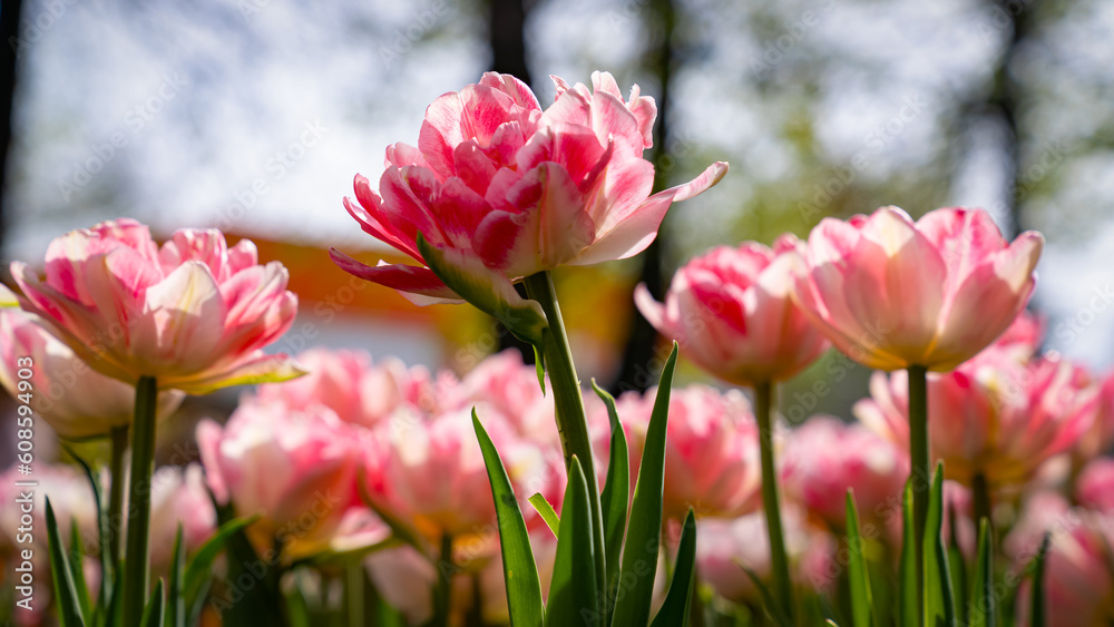 Many beautiful tulips are double pink in the rays of the sun