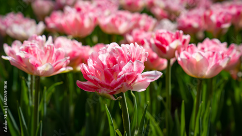 Many beautiful double pink tulips in the tulip garden