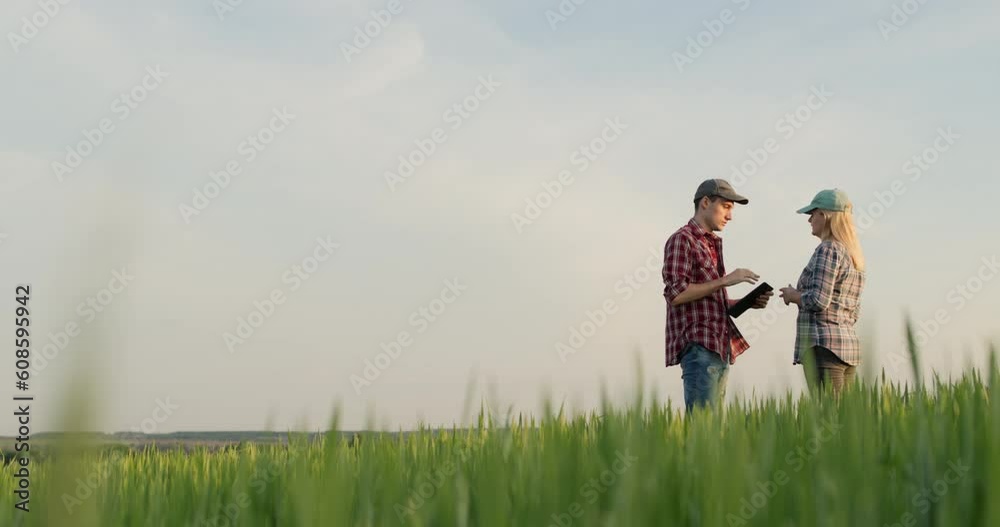 Two successful farmers communicate in a green wheat field. Use tablet - technology in agriculture
