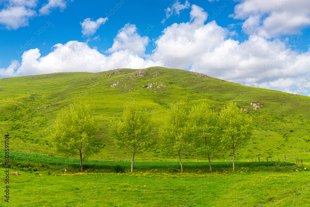 Green trees on the mountainside