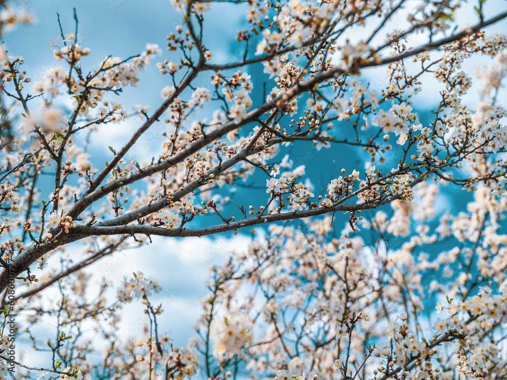 tree blooming with white flowers in spring time