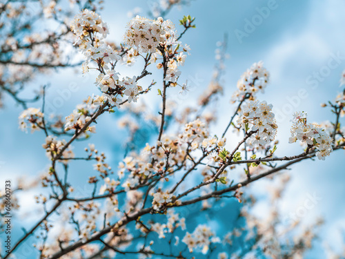 tree blooming with white flowers in spring time