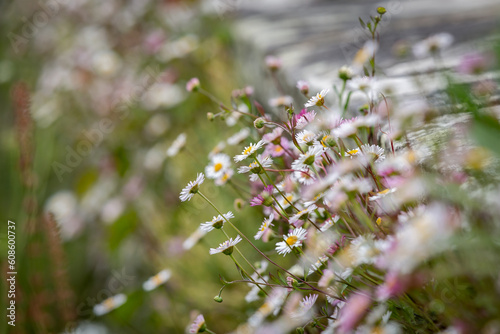 A side view of erigeron, known as fleabane daisies, with a shallow depth of field