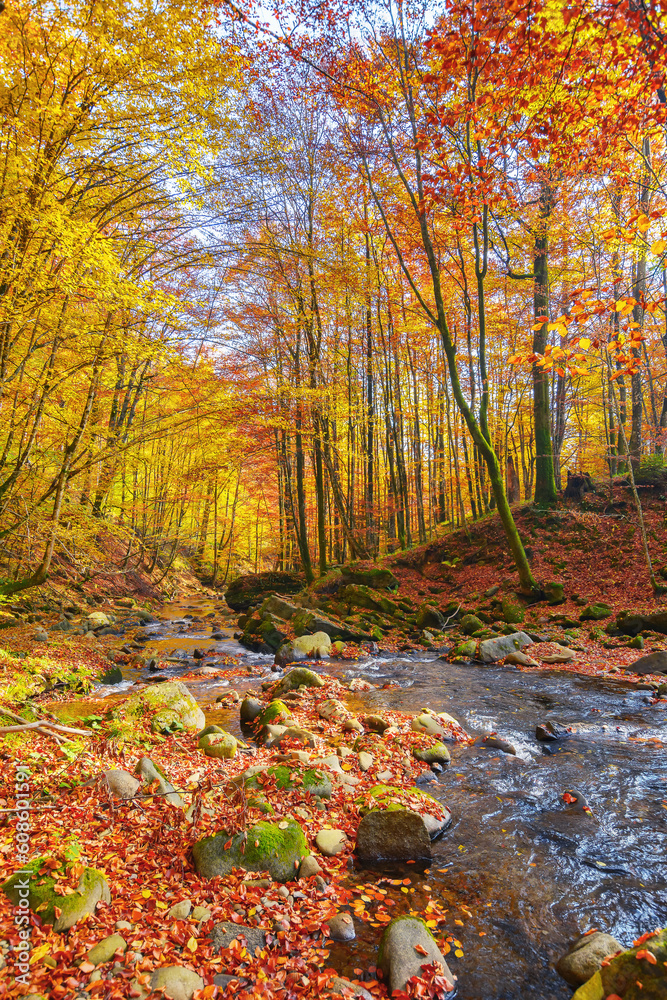 calm mountain river in the forest. beautiful nature landscape in autumn. trees in fall colors on a sunny day calm mountain river in the forest. beautiful nature landscape in autumn. trees in fall colors on a sunny day