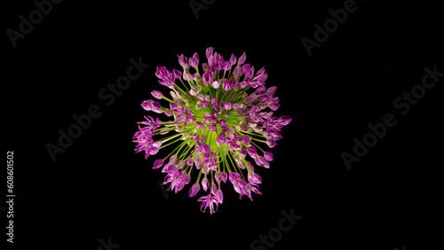 Beautiful purple ornamental...