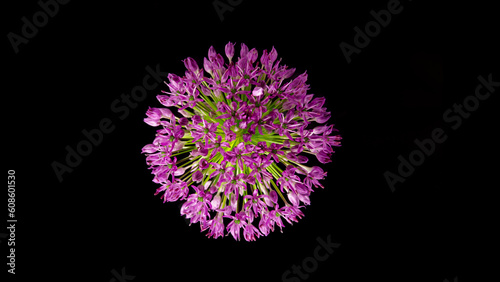 Beautiful purple ornamental...