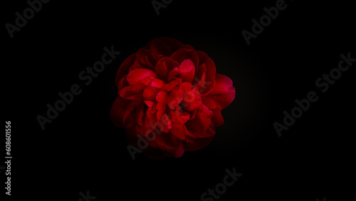 Beautiful red peony blossom...