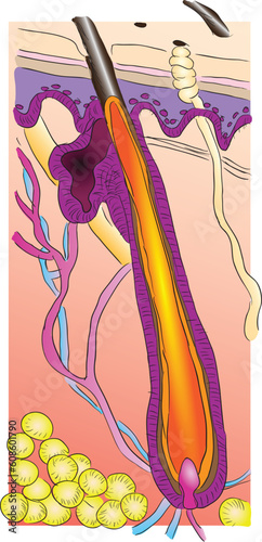 The structure of a human hair. Vector illustration.