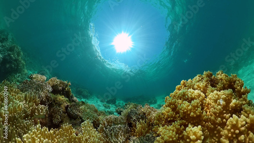 Underwater scene coral reef. Hard and soft corals, underwater landscape. Travel vacation concept. Philippines.