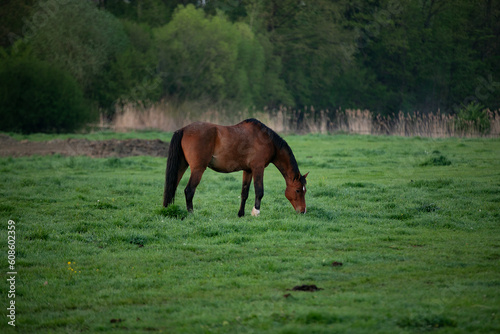 Brown horse grazing in a field with rising morning sun