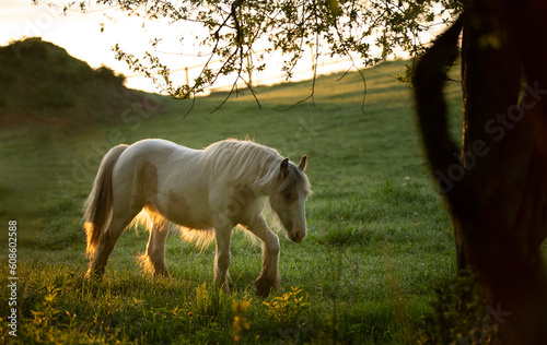 Tinker horse (Galineers Cob) grazing in a field with rising morning sun photo