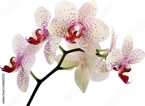 beautiful orchid flowers on a white background