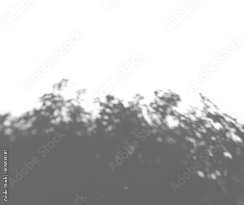 Black White abstract texture of shadows leaf on transparent backgrounds. Royalty high-quality free stock photo image of Gray leaf shadow of the leaves overlay effect on a white wall. Space for text