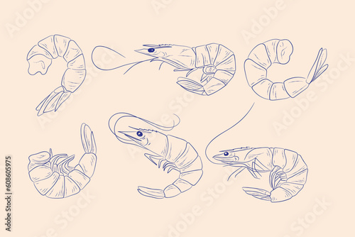 shrimps vintage hand drawn vector illustrations for a menu