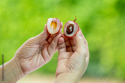 Hand holding Lychee Fruite in green nature backgrounf , hand peeling Lychee fruit under sunlight on blurred nature background. photo