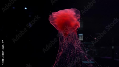 Ocean wildlife: Lion's mane jellyfish photo