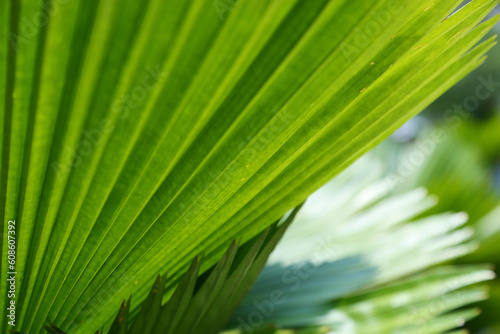 Bright leaves of Licuala grandis or the Ruffled Fan Palm in green tropical garden photo