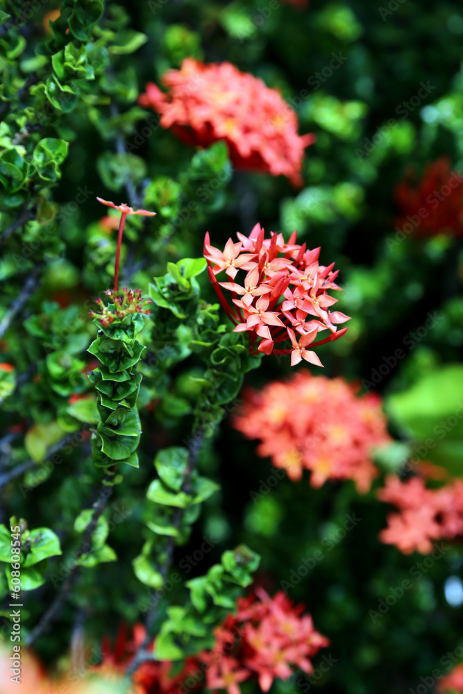 Beautiful red ashoka Flowwers (Ixora chinensis) in the garden Beautiful red ashoka Flowwers (Ixora chinensis) in the garden