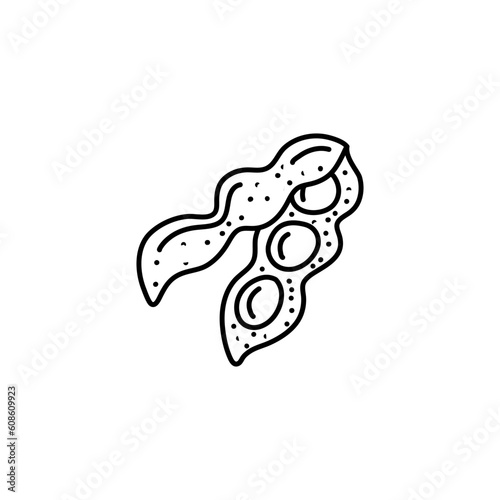 Soy bean, Soybean vector illustration. Soybean engraving isolated on white background.