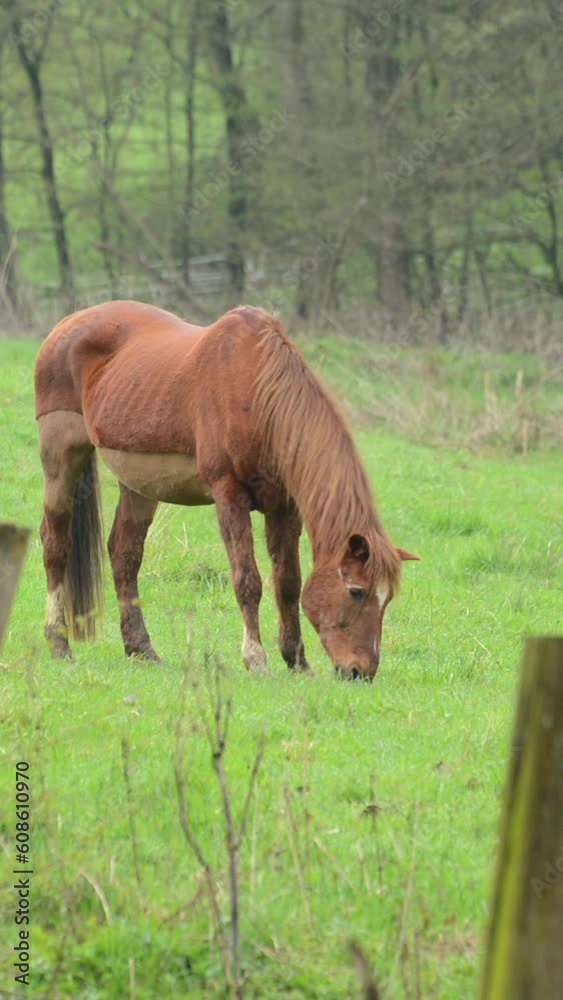 Grazing brown horse in the meadow on a pasture near wooden fence eating grass, vertical video
Grazing brown horse in the meadow on a pasture near wooden fence eating grass, vertical video