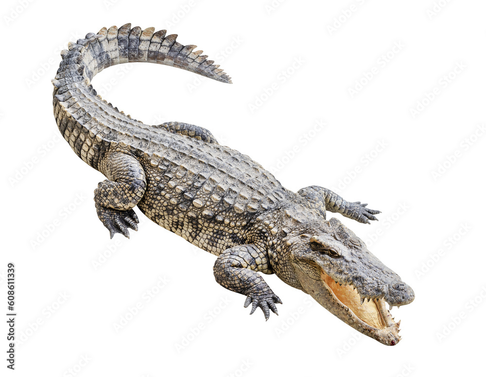 Naklejka premium Siamese crocodile