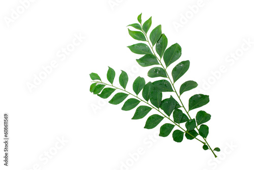 Fresh curry leaves (Murraya koenigii) isolated on white background