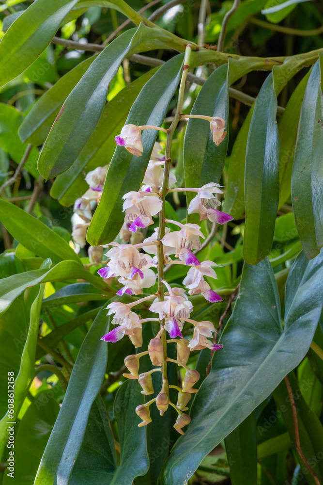 Fototapeta premium Closeup view of cluster of white and purple pink flowers and buds of epiphytic orchid species aerides falcata blooming in spring in tropical garden