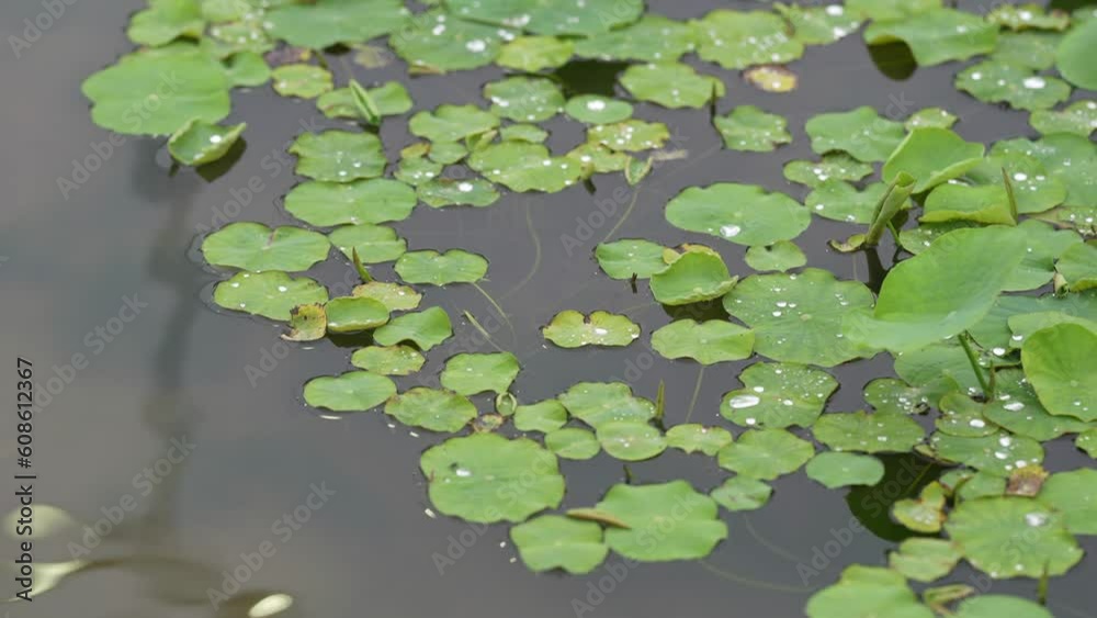 鴨の親子が人工池のほとりで休んでいる風景 parent duck and duckling resting by an artificial pond. 鴨の親子が人工池のほとりで休んでいる風景 parent duck and duckling resting by an artificial pond.