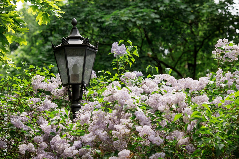 Fluffy, blooming lilac. Beautiful floral background. Large clusters of lilacs and a street lamp post.
