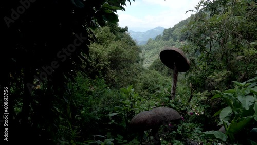 Tin human made mushrooms in the forest of Oaxaca Mexico, Close up moving shot
 photo