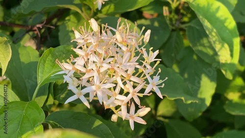Common Dogwood, bush in bloom, little white flowers