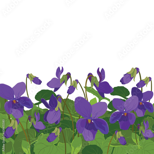 Fototapeta Naklejka Na Ścianę i Meble -  Viola is fragrant. Vector illustration. The plant, leaves and flowers are purple. Flowerbed with Viola Odorata flowers in bloom. Cosmetic, perfume and medicinal plants. Vector hand drawn illustration.