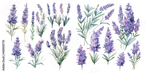 watercolor lavender clipart for graphic resources