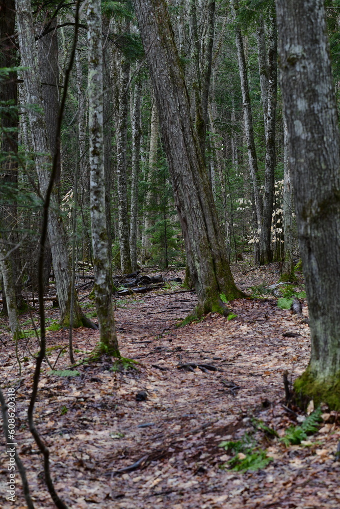 impressions from a hike through a beautiful natural forest impressions from a hike through a beautiful natural forest