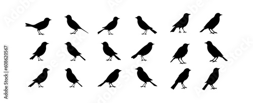 Birds silhouettes. Black bird outline shapes isolated on white background. Vector illustration